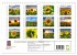 Sonnenblumenfelder (Wandkalender 2026... - Bild 6