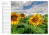 Sonnenblumenfelder (Wandkalender 2026... - Bild 7