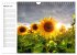 Sonnenblumenfelder (Wandkalender 2026... - Bild 8