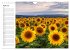 Sonnenblumenfelder (Wandkalender 2026... - Bild 10