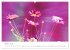 Blütenträume in violett und pink... - Bild 2