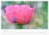 Blütenträume in violett und pink... - Bild 11