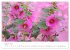 Blütenträume in violett und pink... - Bild 13