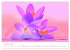 Blütenträume in violett und pink... - Bild 6