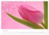 Blütenträume in violett und pink... - Bild 8