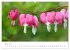 Blütenträume in violett und pink... - Bild 9