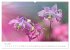Blütenträume in violett und pink... - Bild 10