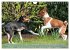 Zauberhafte Basenji-Welpen... - Bild 11
