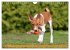 Zauberhafte Basenji-Welpen... - Bild 12