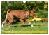 Zauberhafte Basenji-Welpen... - Bild 14
