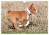 Zauberhafte Basenji-Welpen... - Bild 15