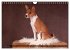 Zauberhafte Basenji-Welpen... - Bild 3