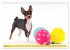 Zauberhafte Basenji-Welpen... - Bild 7