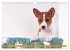 Zauberhafte Basenji-Welpen... - Bild 9