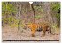 Indien - Im Reich des Tigers... - Bild 11