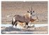 Namibia, Faszination Wüste und... - Bild 8