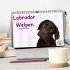 Labrador Welpen - Labrador Puppies... - Bild 2