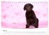 Labrador Welpen - Labrador Puppies... - Bild 11