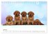 Labrador Welpen - Labrador Puppies... - Bild 12