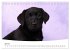 Labrador Welpen - Labrador Puppies... - Bild 13