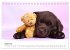 Labrador Welpen - Labrador Puppies... - Bild 14