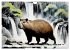 Das Capybara (Wandkalender 2026 DIN A4... - Bild 12
