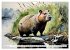 Das Capybara (Wandkalender 2026 DIN A4... - Bild 8