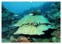 Mikronesien: Yap und Palau... - Bild 12