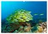 Mikronesien: Yap und Palau... - Bild 14