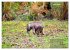 Wilde Tiere Indiens (hochwertiger... - Bild 9