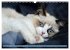 RAGDOLLS Impressionen aus der... - Bild 14