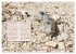 GEOclick Lernkalender: Insekten... - Bild 13