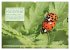 GEOclick Lernkalender: Insekten... - Bild 14
