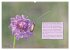 GEOclick Lernkalender: Insekten... - Bild 7