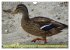 Possierliche Stockenten (Wandkalender... - Bild 12