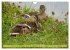 Possierliche Stockenten (Wandkalender... - Bild 15