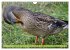 Possierliche Stockenten (Wandkalender... - Bild 3