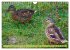 Possierliche Stockenten (Wandkalender... - Bild 4