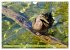Possierliche Stockenten (Wandkalender... - Bild 5