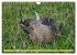 Possierliche Stockenten (Wandkalender... - Bild 8