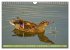 Possierliche Stockenten (Wandkalender... - Bild 9