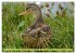 Possierliche Stockenten (Wandkalender... - Bild 10