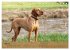 Magyar Vizsla - Ungarischer Vorstehhund... - Bild 11