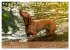 Magyar Vizsla - Ungarischer Vorstehhund... - Bild 12