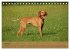 Magyar Vizsla - Ungarischer Vorstehhund... - Bild 13