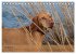 Magyar Vizsla - Ungarischer Vorstehhund... - Bild 14