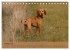 Magyar Vizsla - Ungarischer Vorstehhund... - Bild 3