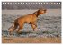 Magyar Vizsla - Ungarischer Vorstehhund... - Bild 5