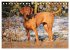 Magyar Vizsla - Ungarischer Vorstehhund... - Bild 7