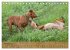 Magyar Vizsla - Ungarischer Vorstehhund... - Bild 8
